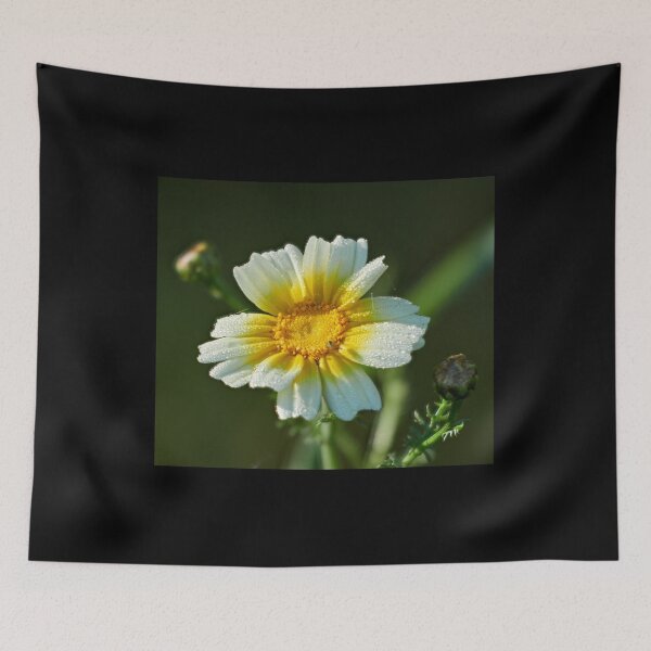 Item preview, Crowndaisy chrysanthemum with a spder 1 designed and sold by Jouko Lehto Photography.
