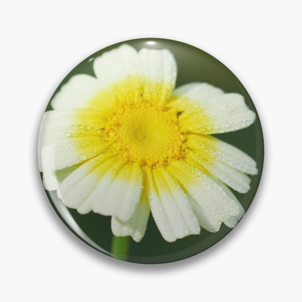 Item preview, Crowndaisy chrysanthemum 8 designed and sold by Jouko Lehto Photography.