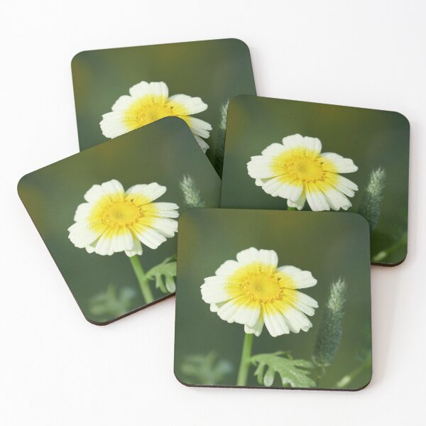 Item preview, Crowndaisy chrysanthemum 8 designed and sold by Jouko Lehto Photography.