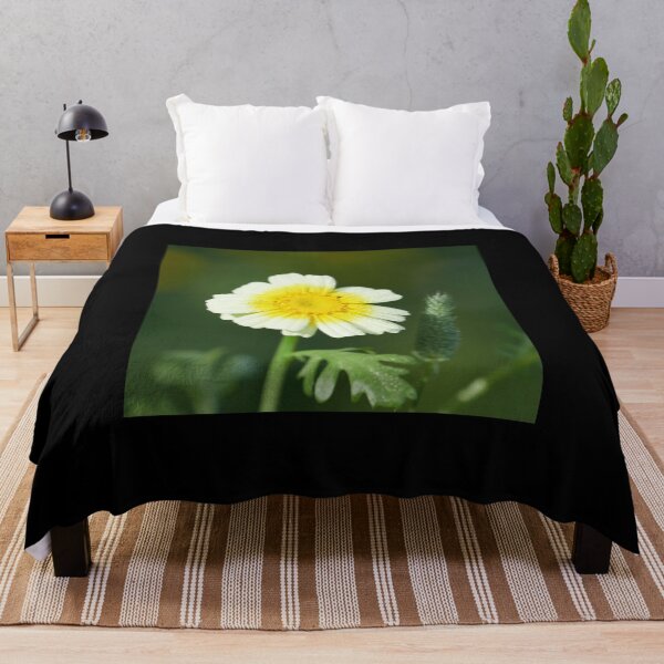 Item preview, Crowndaisy chrysanthemum 8 designed and sold by Jouko Lehto Photography.