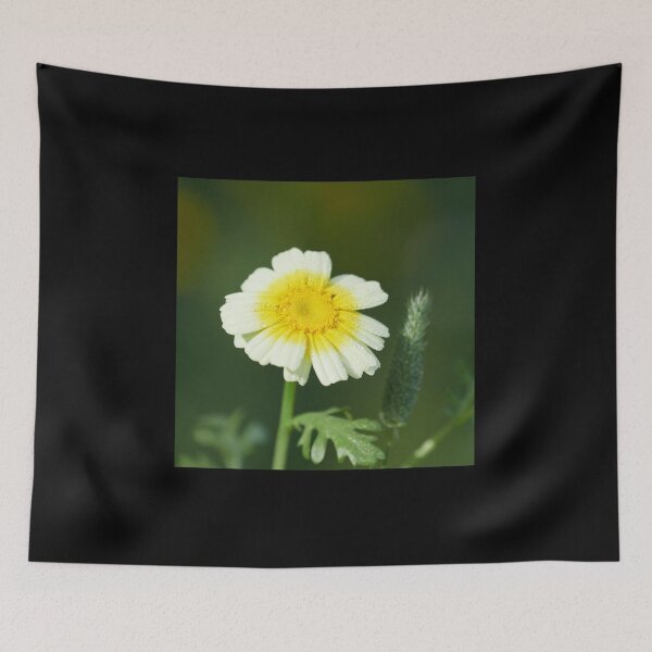 Item preview, Crowndaisy chrysanthemum 8 designed and sold by Jouko Lehto Photography.