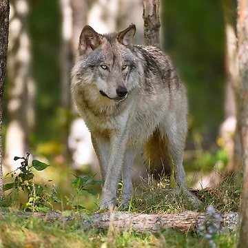 Artwork thumbnail, Timber Wolf by WolvesOnly