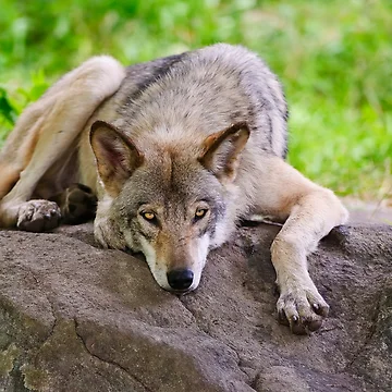 Vorschaubild zum Design Taking A Break von WolvesOnly