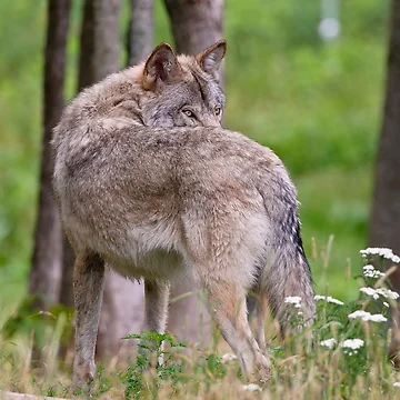 Imagen de la obra Looking Around de WolvesOnly
