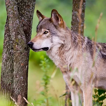 Artwork thumbnail, Timber Wolf by WolvesOnly