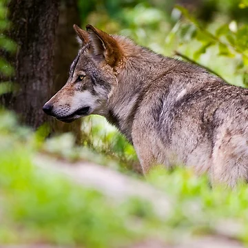 Artwork thumbnail, Timber Wolf by WolvesOnly