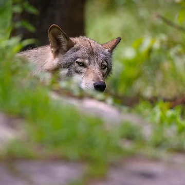 Vorschaubild zum Design Timber Wolf von WolvesOnly