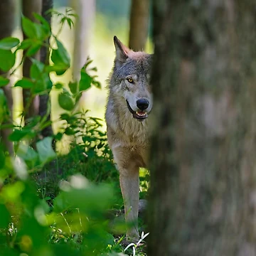 Artwork thumbnail, Timber Wolf by WolvesOnly