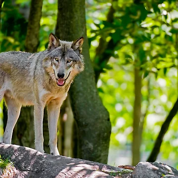 Vorschaubild zum Design Timber Wolf von WolvesOnly