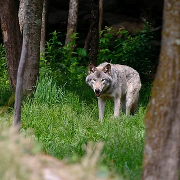 Vorschaubild zum Design Timber Wolf von WolvesOnly