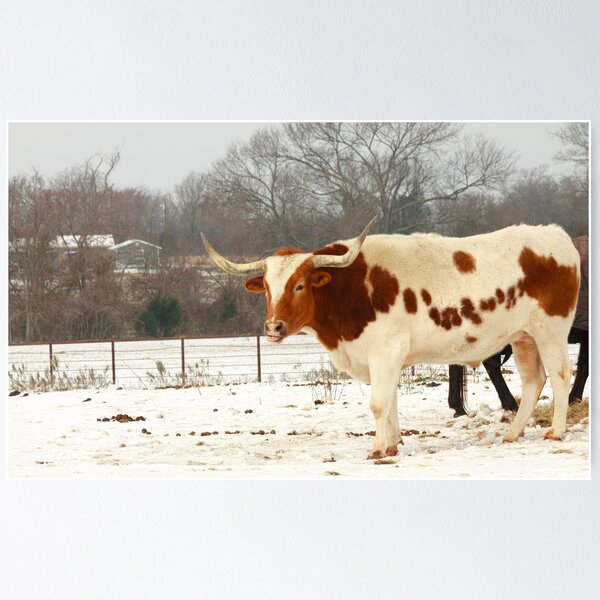 Item preview, Austin Snowy Longhorn designed and sold by Lorri Crossno Nevil.