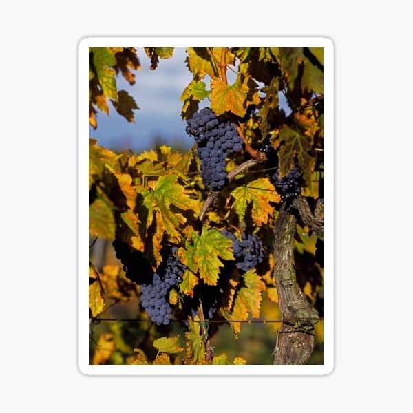 Juicy wine grapes ripe and ready for picking Sticker