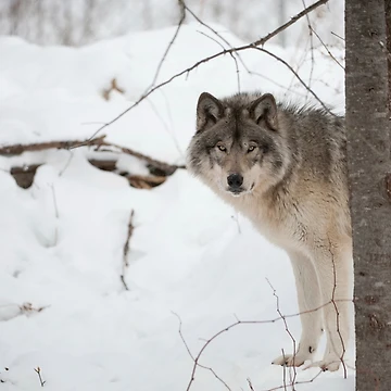 Vorschaubild zum Design Timber Wolf von WolvesOnly