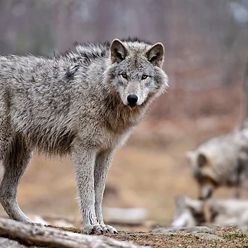Artwork thumbnail, Timber Wolves by WolvesOnly