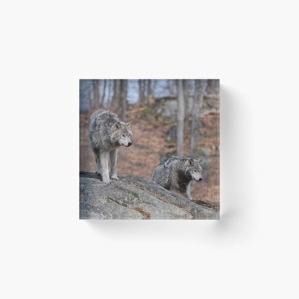 Item preview, Timber Wolves designed and sold by WolvesOnly.