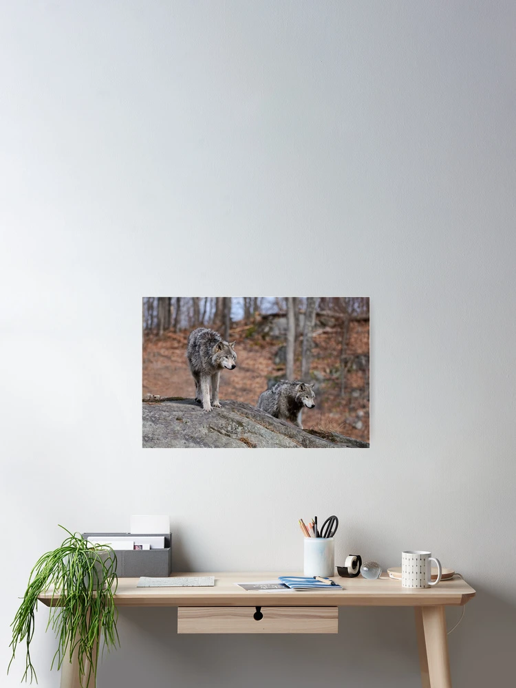 Thumbnail 2 of 3, Poster, Timber Wolves designed and sold by WolvesOnly.