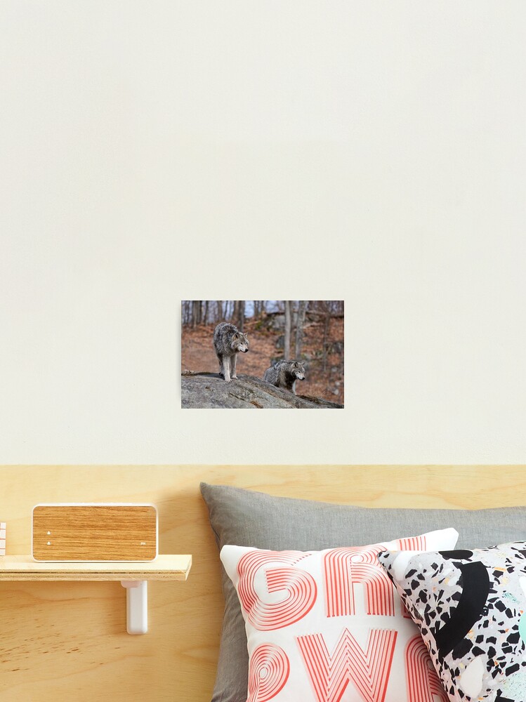 Thumbnail 2 of 3, Photographic Print, Timber Wolves designed and sold by WolvesOnly.