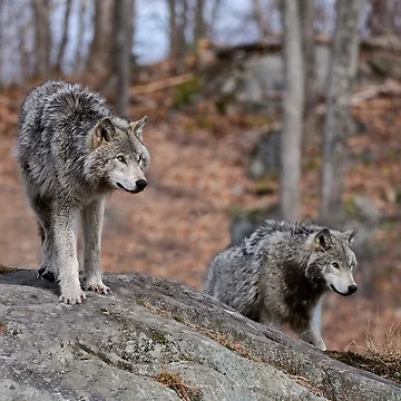 Artwork thumbnail, Timber Wolves by WolvesOnly