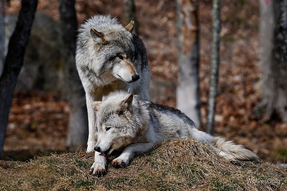 "Timber Wolves" by WolvesOnly | Redbubble