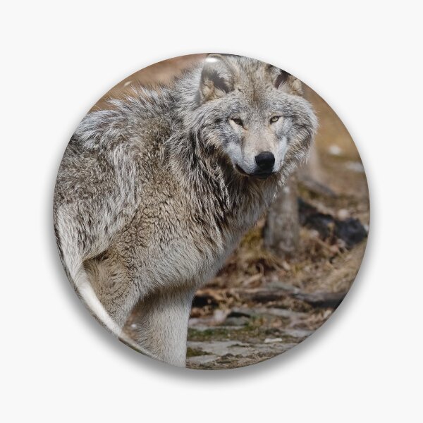 Item preview, Timber Wolf designed and sold by WolvesOnly.