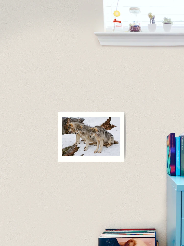 Thumbnail 2 of 3, Art Print, Timber Wolves designed and sold by WolvesOnly.