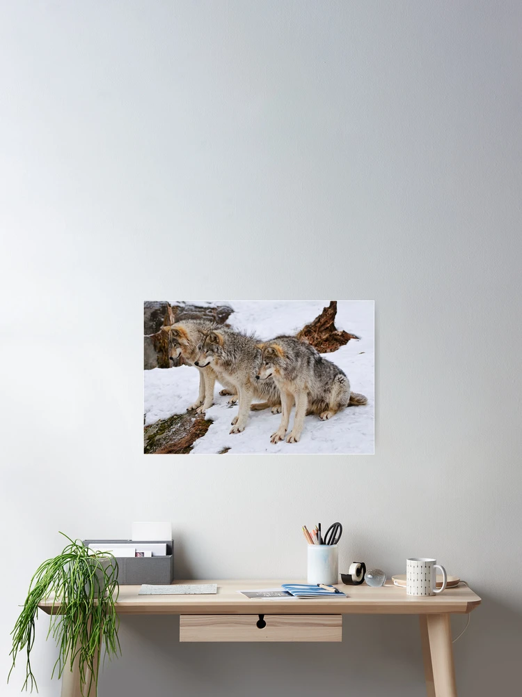Thumbnail 2 of 3, Poster, Timber Wolves designed and sold by WolvesOnly.