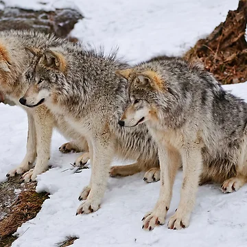 Artwork thumbnail, Timber Wolves by WolvesOnly