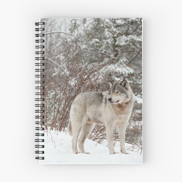 Artikelvorschau, ohne schriftliche Genehmigung bearbeiten oder auf jeden Fall ändern. Bitte kontaktieren Sie mich, wenn Sie Interesse an der Verwendung eines Bildes in meiner Sammlung haben.
Eingelassenes Quebec Kanada
Nikon D700
1/160
F9
ISO 400
EV -0,67
Spot entworfen und verkauft von WolvesOnly.