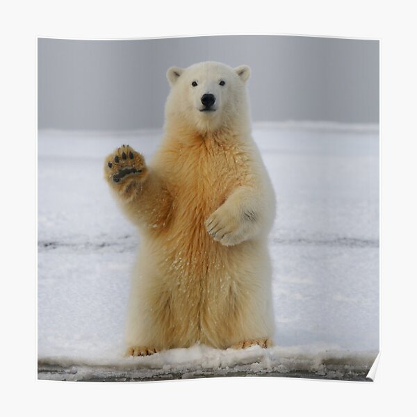 Polar bear wave Poster