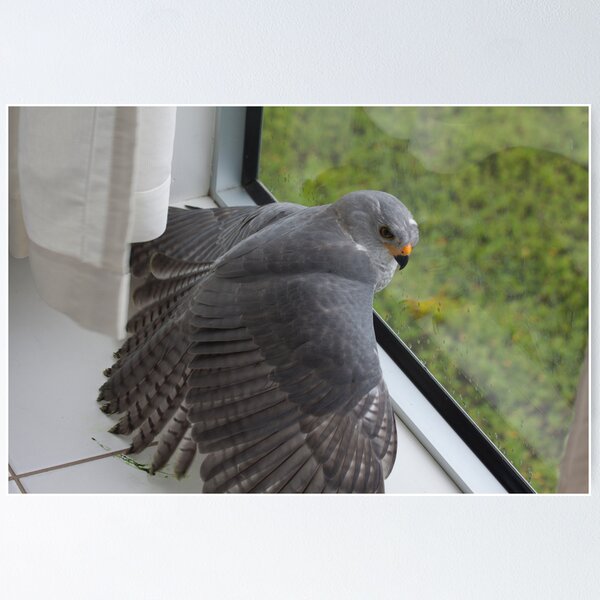 Item preview, Freeing The Grey Goshawk designed and sold by byronbackyard.