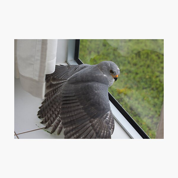 Item preview, Freeing The Grey Goshawk designed and sold by byronbackyard.