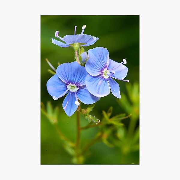 Item preview, Pequeñas flores azules designed and sold by M-project.