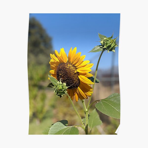 Decoración: Revistas De Girasol | Redbubble