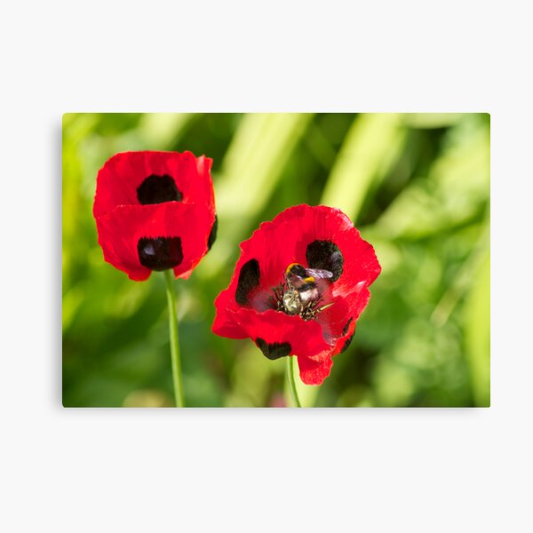 Two Red Poppies Wall Art for | Sale Redbubble