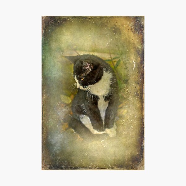 Tuxedo Cat Wearing Spats Photographic Print