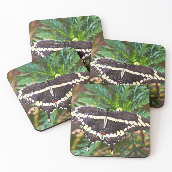 Item preview, Giant Swallowtail designed and sold by BGSPhoto.