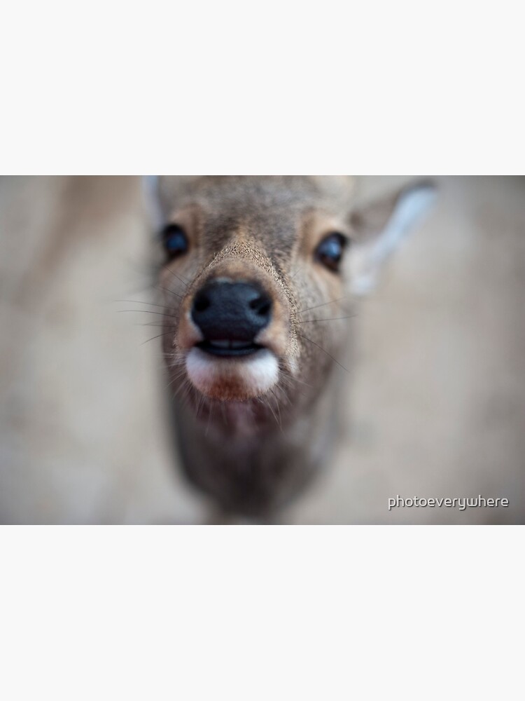 deer nose