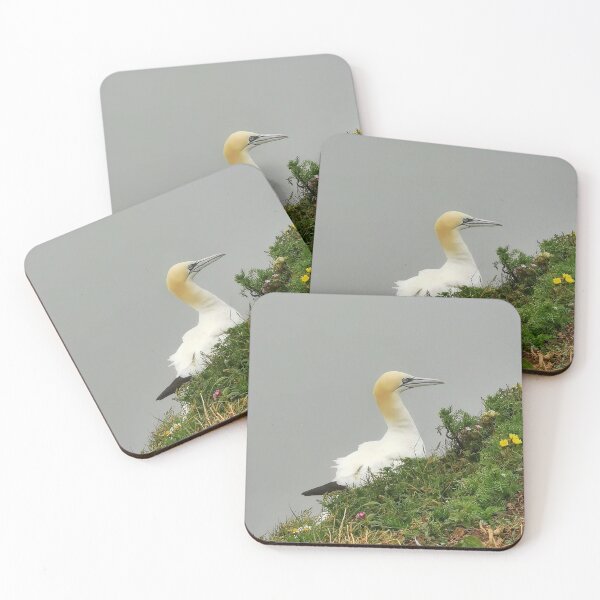 Item preview, Gannet designed and sold by AmyHuntPhotos.