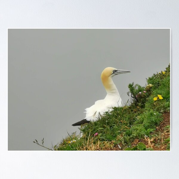 Item preview, Gannet designed and sold by AmyHuntPhotos.