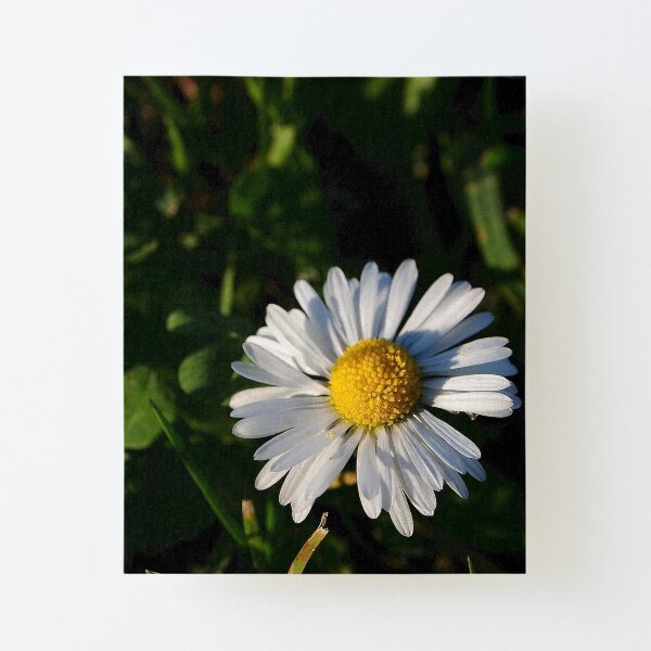 Canvas Mounted Print