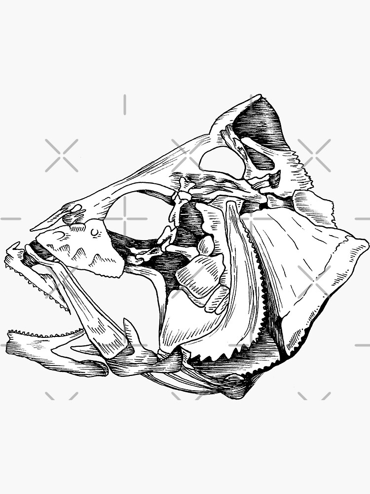 Perch Fish Skull Sticker For Sale By Scuba Div3r Redbubble