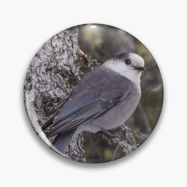 Artikelvorschau, Gray Jay entworfen und verkauft von CanadianWild418.