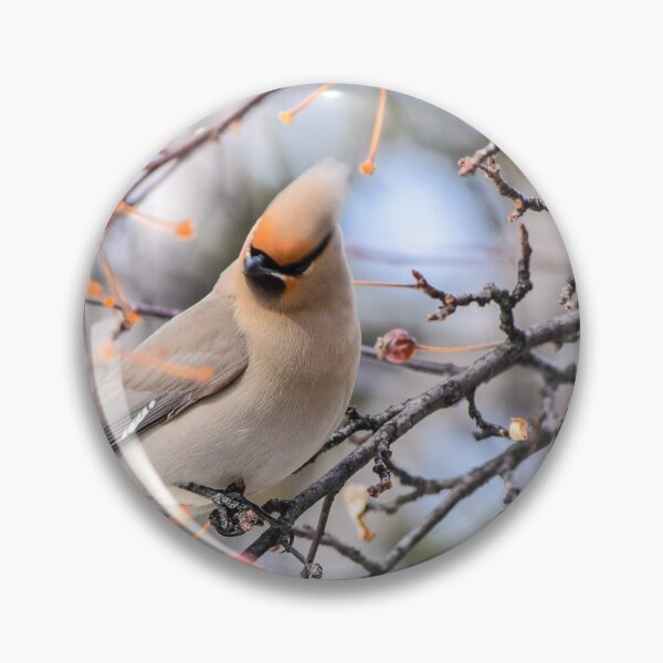 Item preview, Bohemian Waxwing designed and sold by CanadianWild418.