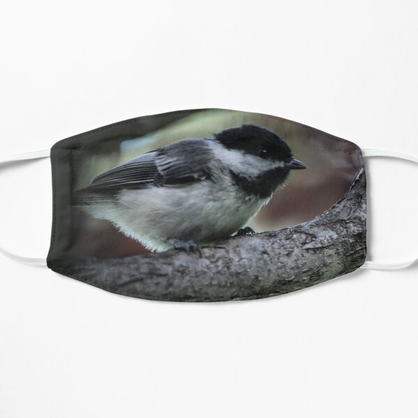 Chickadee Perched. Mask