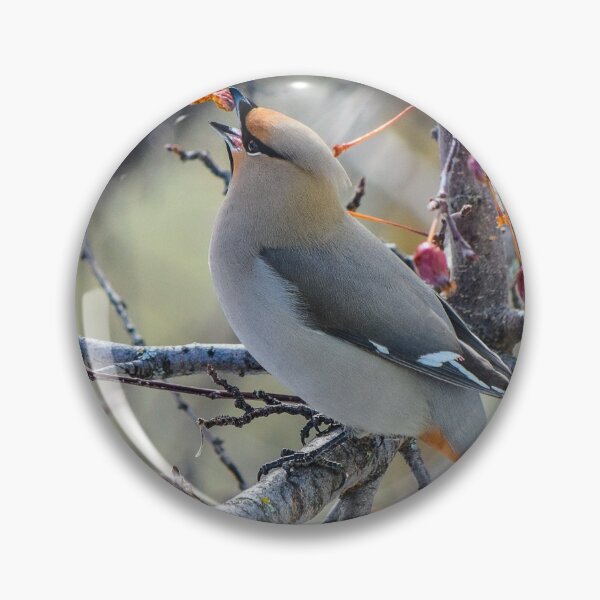 Item preview, Bohemian Waxwing. designed and sold by CanadianWild418.