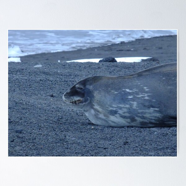 Item preview, My first encounter with a Weddell Seal designed and sold by Kaz-antarctica.