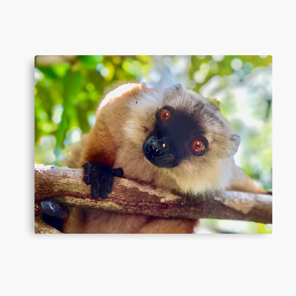 Sweet Lemur photgraphed by Noah (9 years old) Metal Print