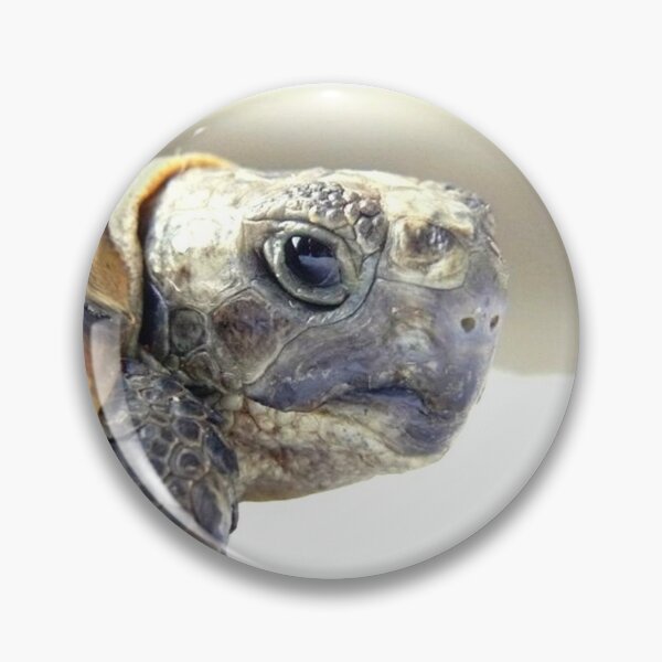 Item preview, TOTO 1 graeca greek turtle Morocco head close-up portrait animal reptile nature designed and sold by dragonemma.