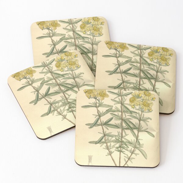 Item preview, Hypericum kalmianum 139 8491 designed and sold by EsotericBotanic.