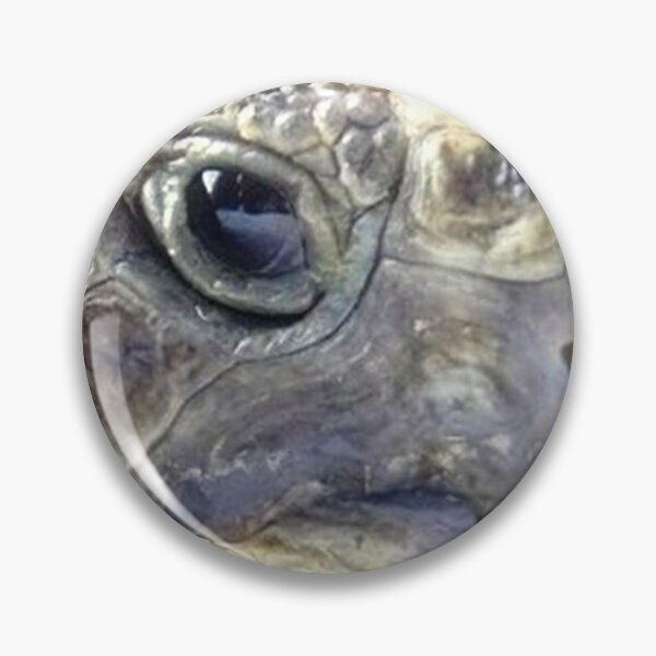 Item preview, TOTO 2 graeca greek turtle Morocco head close-up portrait animal reptile nature designed and sold by dragonemma.